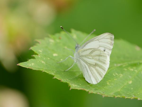 <h3><a href="/trips/braakman/biota/animalia/arthropoda/insecta/022 lepidoptera/011 pieridae pierinae/pieris napi/pieris napi-nl.html">Pieris&nbsp;napi</a> / Mustard&nbsp;white / Klein&nbsp;geaderd&nbsp;witje</h3>OM-1 Mark II met OLYMPUS M.150-400mm F4.5 TC, 1/2000 sec  bij F5.6, ISO 2000, afstand 2.67&nbsp;m